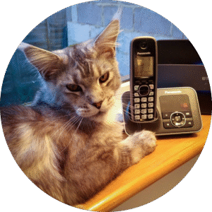 Contact Feline Divine