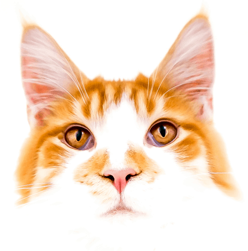 mobile cat claw clipping