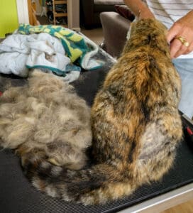 Kitty July 2016 Feline Divine Mobile Cat Grooming