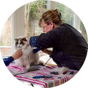 Feline Divine Mobile Cat Grooming - expert care in your home