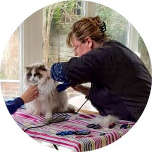 Mobile Cat Grooming in Singapore: Housecall Services | Pawkit