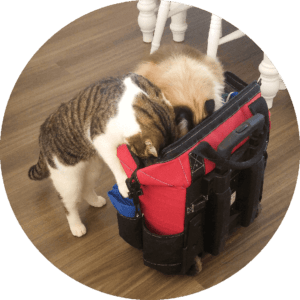 Feline Divine Mobile Cat Grooming - where can you find me