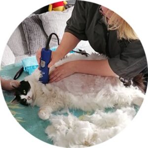Tummy clip by Rachael at Feline Divine Mobile Cat Grooming