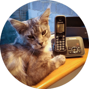 Contact Feline Divine